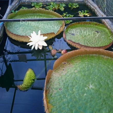 Самая большая кувшинка в мире зацвела в Нижнем Новгороде - фото 2