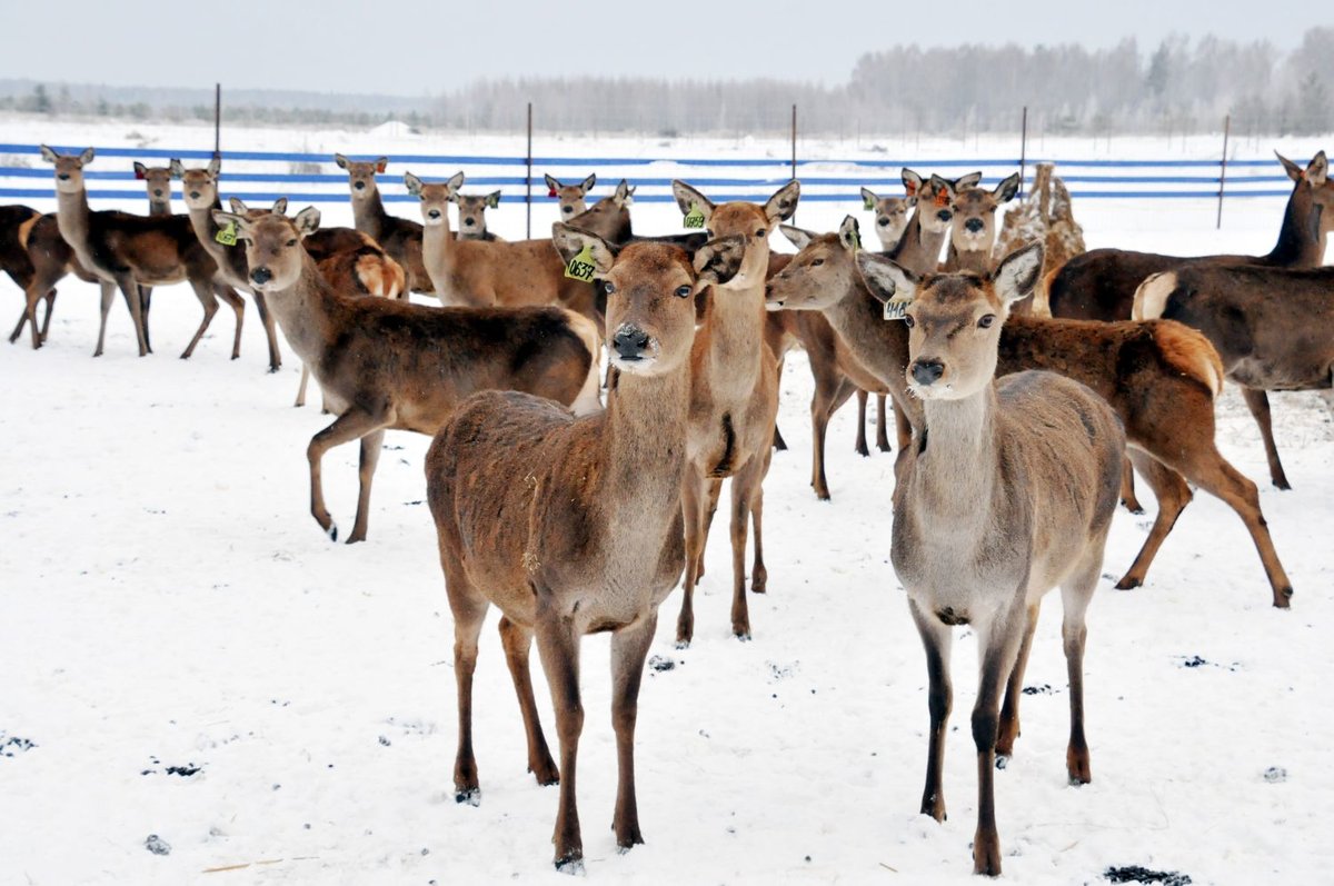 В Нижегородской области начали разводить благородных оленей - фото 1