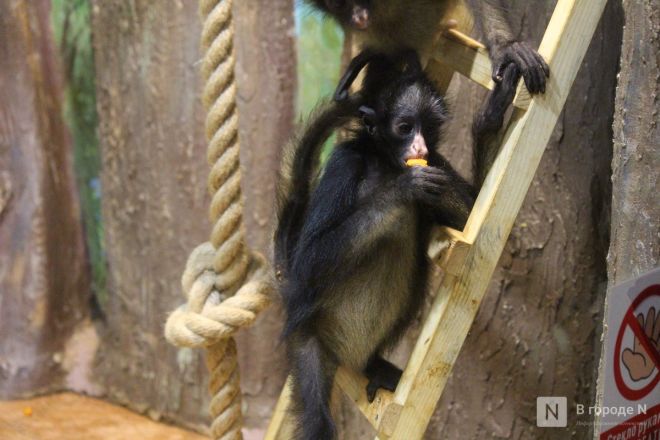 Детки в объективе: показываем милых малышей, которые родились в нижегородском зоопарке «Лимпопо» - фото 78