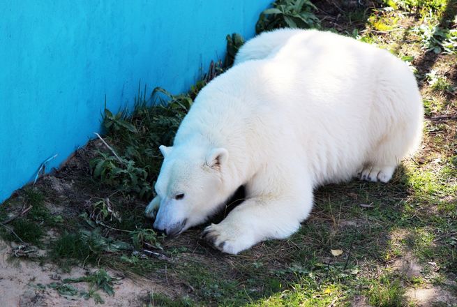 Белая медведица из нижегородского зоопарка проинспектировала новый вольер для будущего друга - фото 3