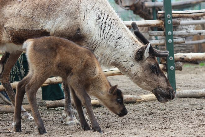 Два северных олененка родились в нижегородском зоопарке &laquo;Лимпопо&raquo; - фото 5
