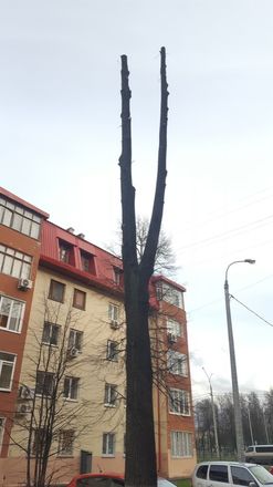 Инцел-активист Поднебесный начал борьбу против варварского отношения к деревьям в Нижнем Новгороде - фото 4