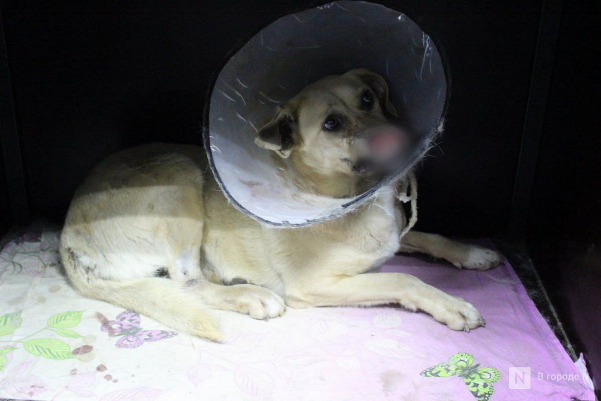 Собаку с оторванным носом выхаживают в нижегородской ветклинике - фото 1