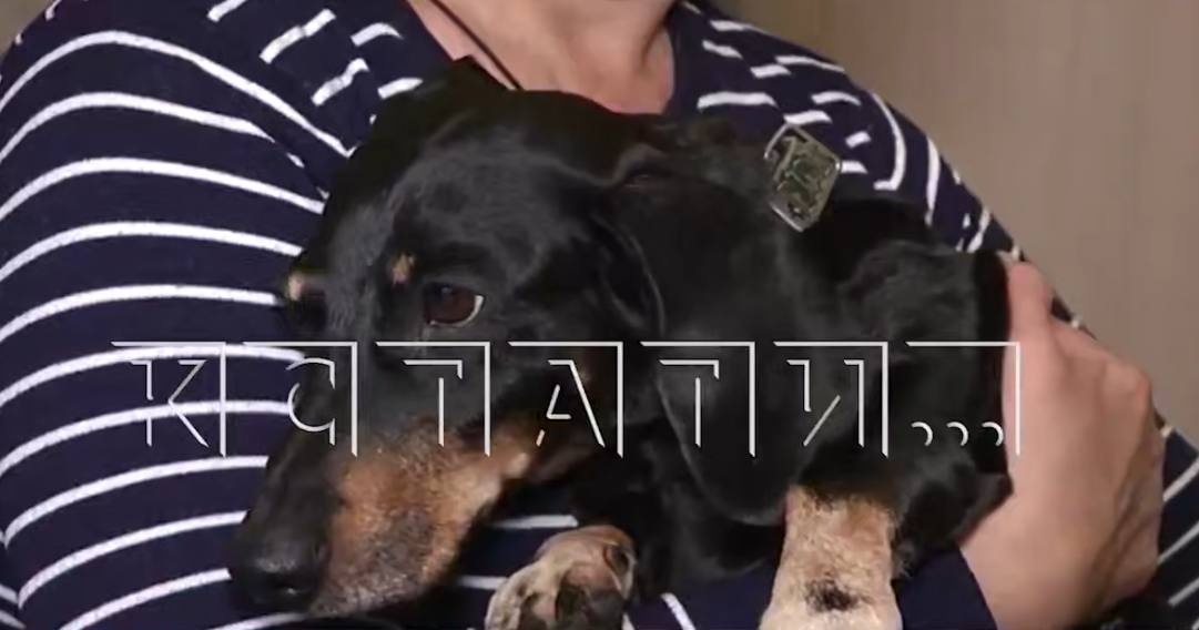 Нижегородка через суд выселила чужую таксу из коммуналки - фото 1