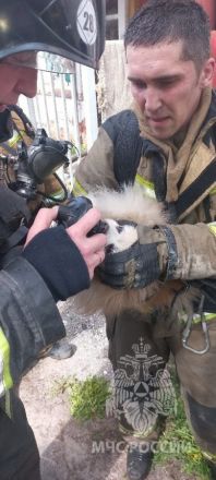Нижегородские пожарные спасли двух собак из горящей квартиры - фото 3