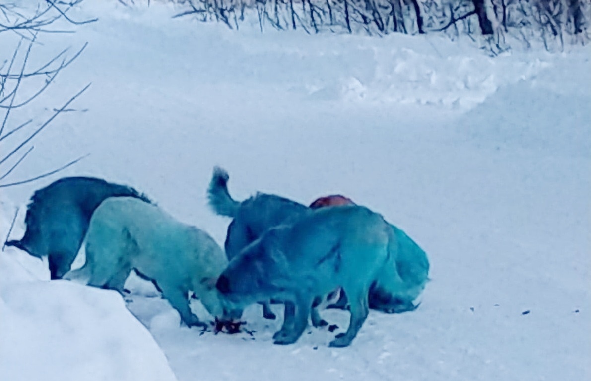 Ситуацией с голубыми собаками в Дзержинске заинтересовался Росприроднадзор - фото 1