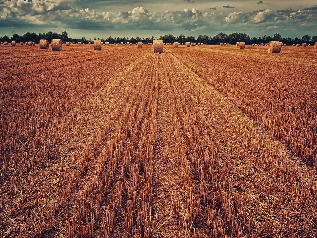 Около 1,5 млн тонн зерна собрали в Нижегородской области - фото 1