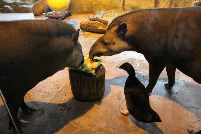 Звериная Масленица: обитателей нижегородского зоопарка угостили блинами - фото 26