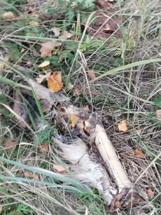 Останки мертвых животных нашли грибники в Кудьме - фото 2