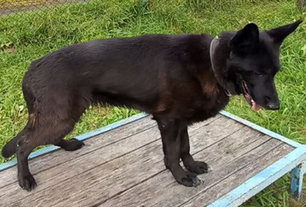 Новых хозяев ищут для служебных собак в Нижегородской области - фото 4