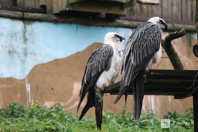 Опубликованы фото детенышей, родившихся в нижегородском &laquo;Лимпопо&raquo; - фото 5