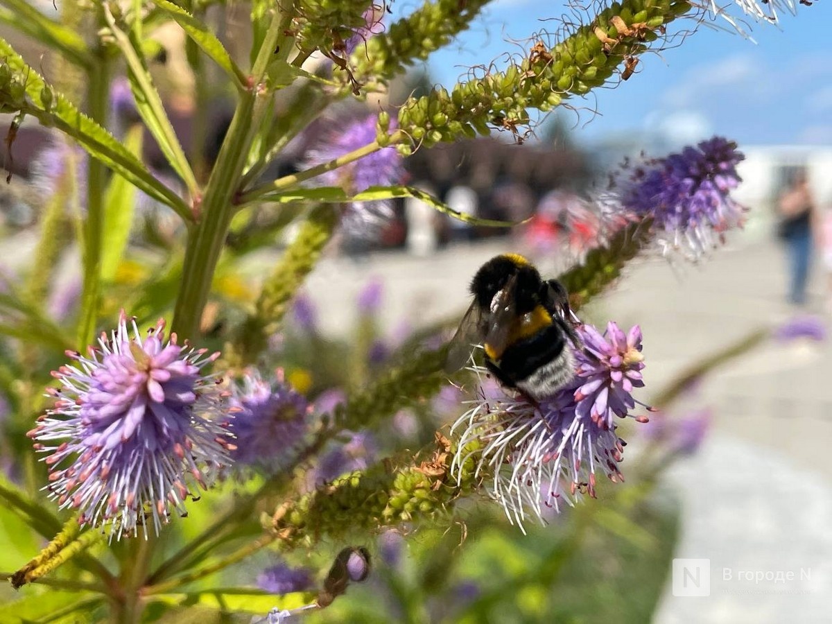 Стало известно, когда вернется тепло в Нижний Новгород - фото 1