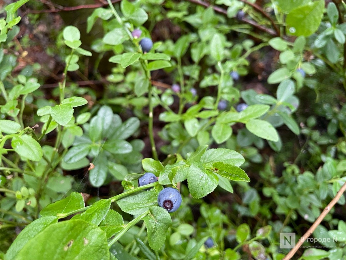 Нижегородцы рассказали, где они чаще всего находят чернику - фото 1
