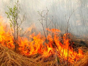 В трех районах Нижегородской области запретили посещать леса
