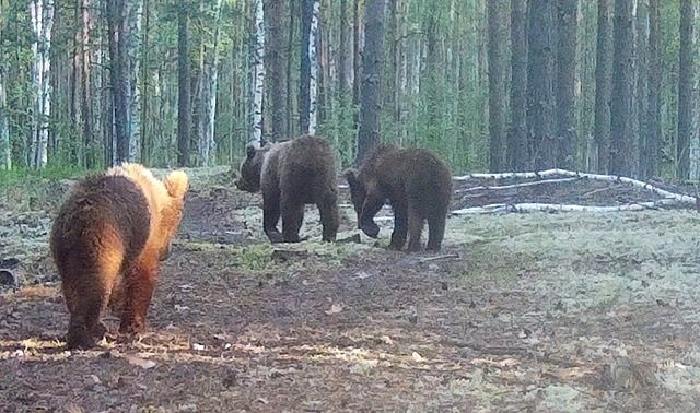 Прогулку медведицы с детенышами зафиксировала фотоловушка в Керженском заповеднике - фото 1