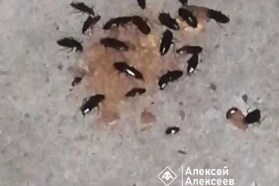 Тараканы атаковали многоэтажный жилой дом в Дзержинске