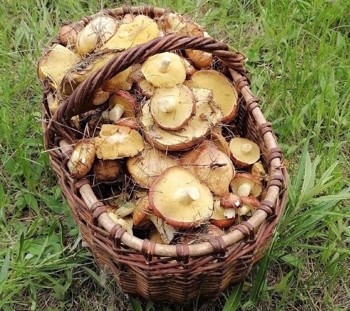Маслята появились в лесах в Нижегородской области - фото 1