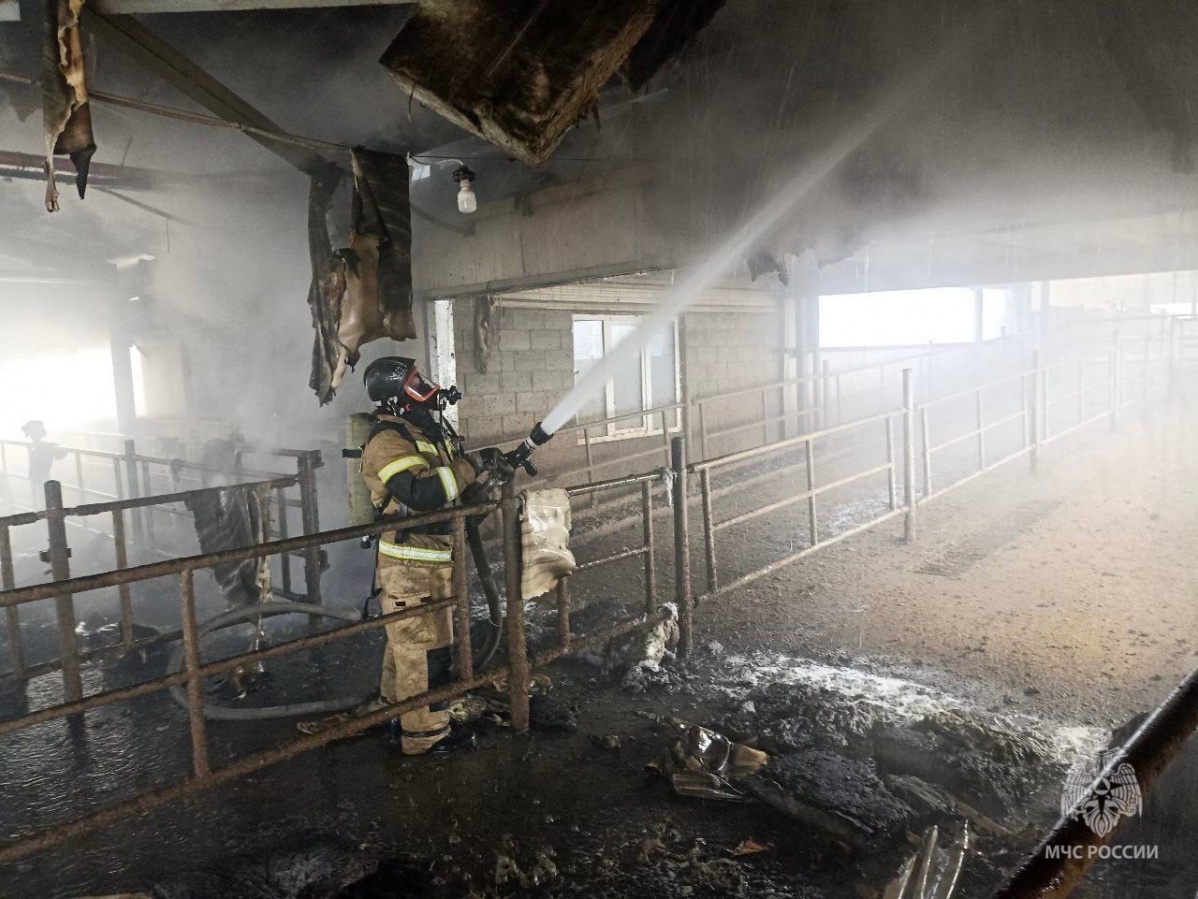 100 коров спасли на пожаре в Нижегородской области - фото 1