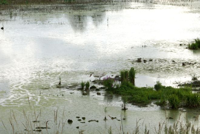 Краснокнижный лебедь-кликун поселился на пруду в Дзержинске - фото 1