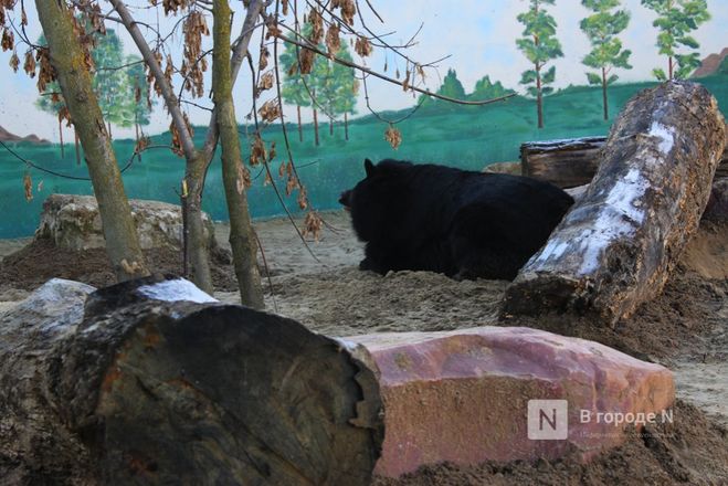 Новые питомцы появятся в нижегородском зоопарке &laquo;Лимпопо&raquo; - фото 3