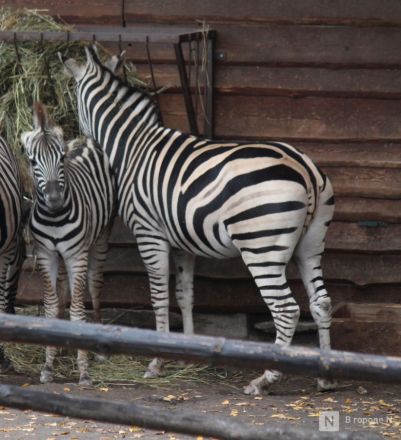 Детки в объективе: показываем милых малышей, которые родились в нижегородском зоопарке «Лимпопо» - фото 65