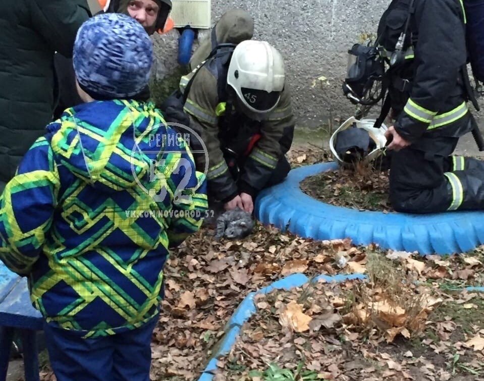 Спасенного из огня кота пытался реанимировать нижегородский пожарный - фото 1