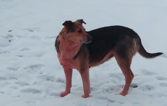 Розовые собаки замечены в Дзержинске - фото 1