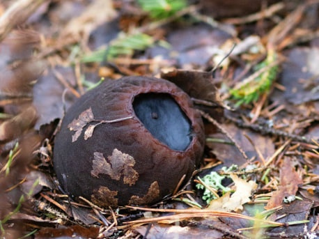 Редчайший гриб обнаружили на новом месте в Нижегородской области - фото 2