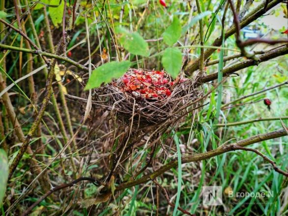 Та самая пушкинская осень: уютный фоторепортаж из Большого Болдина - фото 71