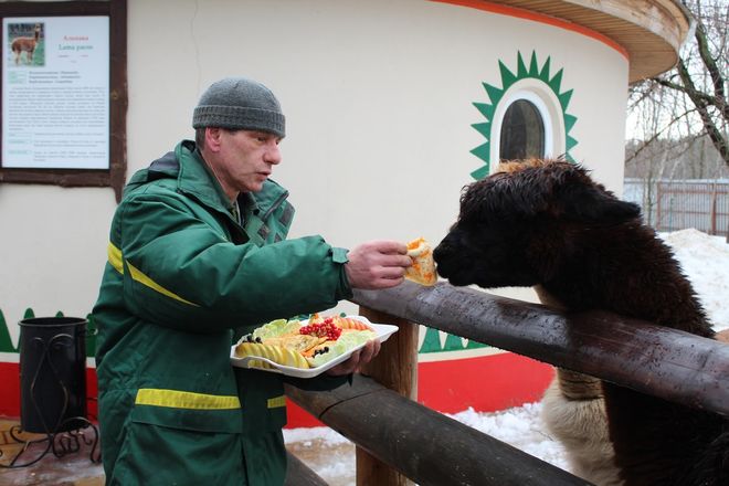 Звериная Масленица: обитателей нижегородского зоопарка угостили блинами - фото 27