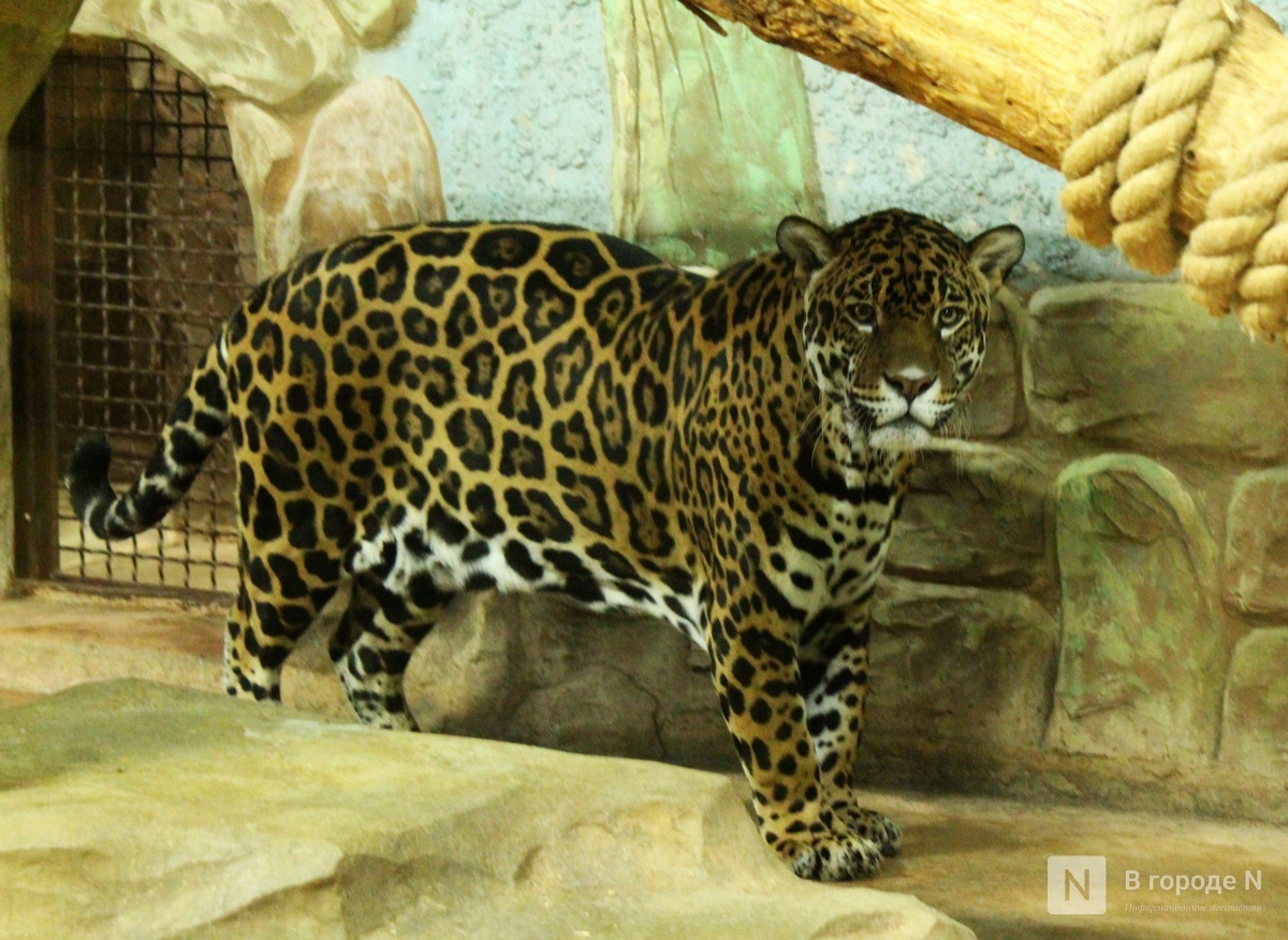 Зоопарк &laquo;Лимпопо&raquo; в Нижнем Новгороде переходит на зимний режим работы - фото 1