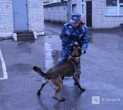 Четвероногие коллеги: как проходят будни нижегородских служебных собак - фото 37