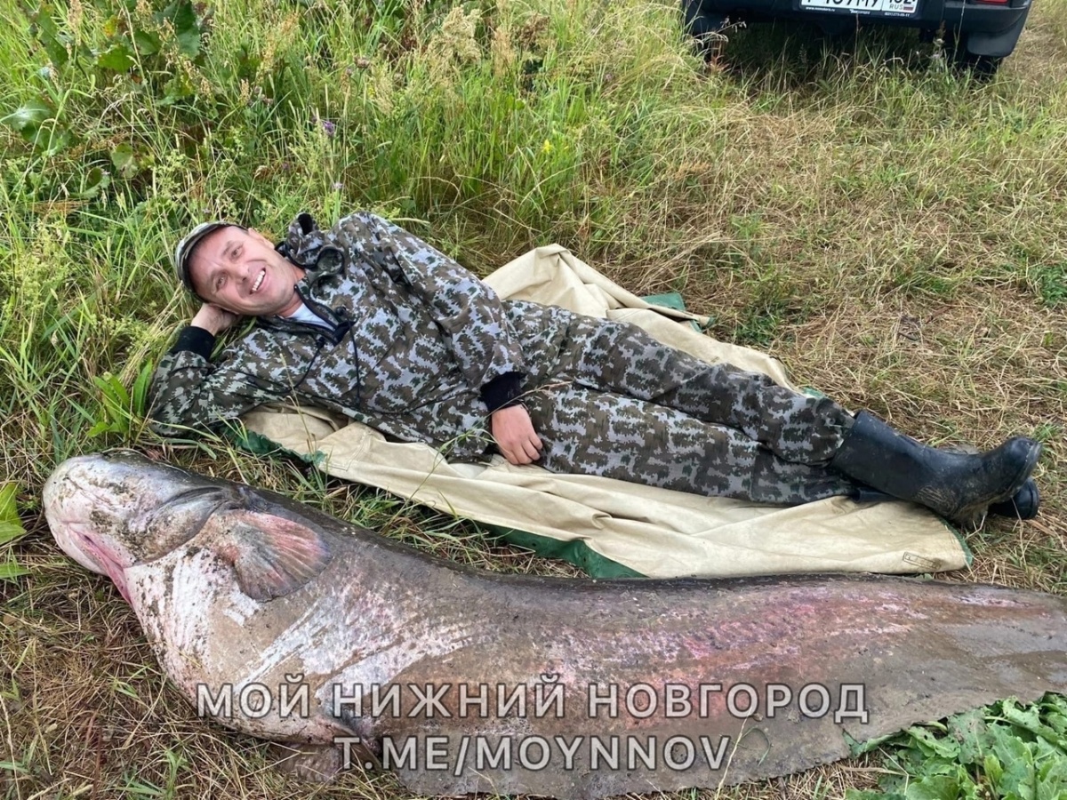 Нижегородский рыбак выловил 53-килограммового сома в Оке - фото 1