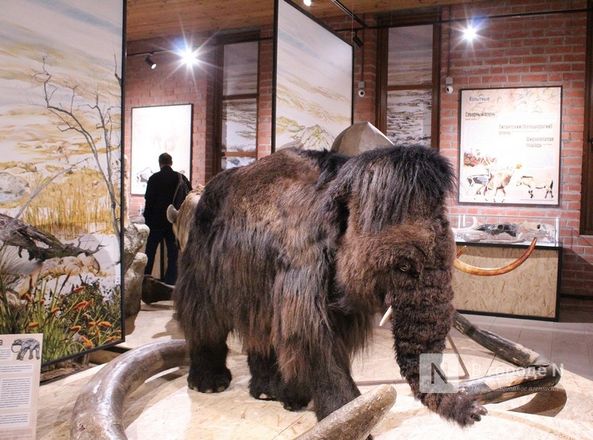 Ледниковый период по-нижегородски: палеонтологическая выставка открылась в Кремле - фото 62