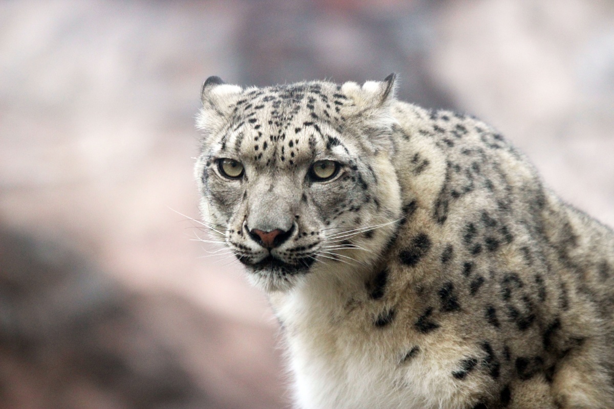 Снежный барс из Швейцарии поселился в нижегородском «Лимпопо» - фото 2