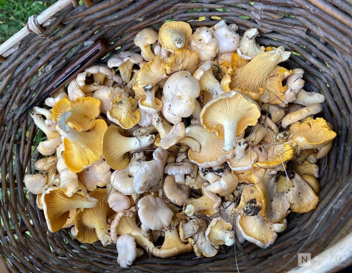 Нижегородцы хвастаются урожаем ягод и грибов в конце июня - фото 1